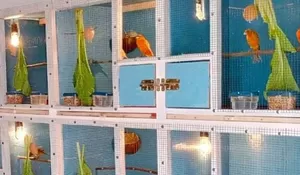 Diminati Banyak Pehobi, Ini Tips Budidaya Burung Kenari dari Peternak Bogor