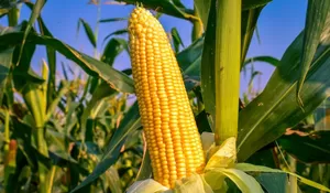 Nggak cuma Bisa Tunda Lapar, Ini 5 Manfaat Jagung bagi Tubuh