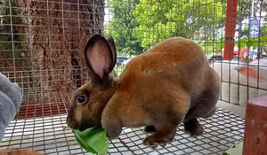 Melirik Potensi Cuan Lewat Ternak Kelinci New Zealand, Ini Tips Penting biar Nggak Rugi