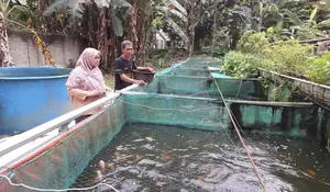 Antisipasi Dampak Kekeringan pada Sektor Peternakan dan Perikanan, Ini yang Dilakukan Diskanak Kabupaten Bogor