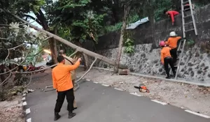 Angin Kencang, Pohon Setinggi 20 Meter di Tanahsareal Bogor Tumbang Hingga Tutup Jalan