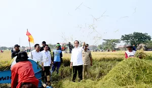 Panen Raya, Jokowi Dorong Penambahan Cadangan Beras Nasional