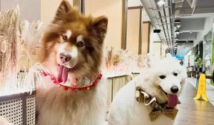 Jelajahi Mall di Jakarta Bersama Anjing Peliharaan, Ini Daftar Mall Pet-Friendly Ibukota