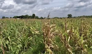 Ladang Jagung Ketahanan Pangan Gibran di Tangerang Kini Terbengkalai dan Dipenuhi Rumput Liar, Pengelola Ungkap Alasannya