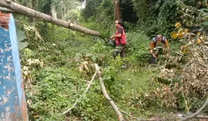 Angin Kencang Tumbangkan Pohon di Kantor PMII Jember, Tim Satgana PMI Bergerak Cepat Evakuasi Demi Cegah Kerusakan Lebih Parah