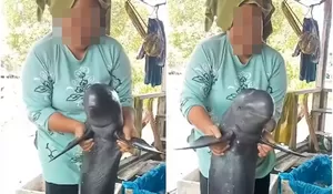 Tuai Kecaman! Viral Video Warga Tak Sengaja Tangkap Mamalia Diduga Pesut Mahakam, Ini Sanksi yang Diterima Jika Perdagangkan Satwa Dilindungi