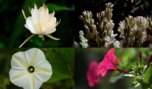 Keindahan yang Mekar di Gelap Malam, Deretan Bunga Harum Ini hanya Menyebar Aroma Saat Malam Hari