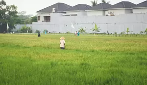 Diakui Dunia, Desa Wisata Wukirsari Bantul Raih Predikat 55 Desa Wisata Terbaik Dunia