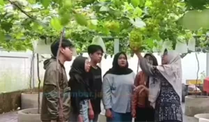 Dosen Unmuh Jember Sulap Lahan Gersang Jadi Kebun Anggur Eduwisata, Cocok Jadi Rekomendasi Kegiatan Ngabuburit 