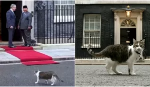 Momen Menggemaskan Prabowo Disambut Larry the Cat saat Kunjungan ke Inggris, Publik Bandingkan Gaya Hidup Kucing Legendaris dengan Bobby Kertanegara