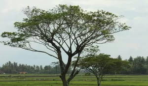 Bukan Sekadar Liburan, Desa Wisata Kebonagung Bantul Ajak Wisatawan Menanam Padi hingga Belajar Budaya Desa
