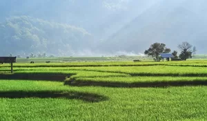 Bukan Liburan Biasa, Desa Wisata Adat Kemiren Banyuwangi Ajak Wisatawan Mengenal Adat dan Budaya, Seperti Kembali ke Zaman Dulu