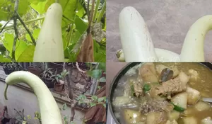 Blonceng atau Labu Air Panjang: Tanaman Merambat Kaya Manfaat, Sumber Pangan Tradisional hingga Kearifan Lokal
