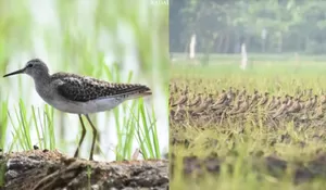 Bukan Cuma Tulungagung! Langit Kediri Kini Dipenuhi Burung ‘Tamu Jauh' dari Rusia dan China, BKSDA Beri Himbauan