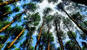 Sulit Dibayangkan, Kawasan 570 Hektare ini Pernah Gersang Sebelum Berubah Jadi Hutan Pinus Favorit Wisatawan Mangunan