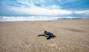 Bukan Liburan Biasa! Wisata Pantai Sukamade Banyuwangi Ajak Wisatawan Langsung Melihat dan Melepas Ribuan Penyu