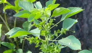 Tanaman Anting-Anting yang Diremehkan: Acalypha Indica, Gulma Liar dengan Khasiat Herbal, Peran Ekologis, dan Fenomena Unik pada Kucing