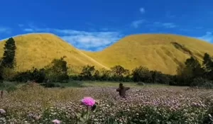 Satu Arah dengan Kawah Ijen! Nikmati Keindahan Alami Bukit Jamal Kirmit di Bondowoso, Disebut 'Selandia van Java'