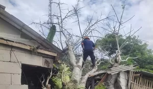 Terjadi Lagi, Sebuah Bengkel di Kemuning Lor Jember Tertimpa Pohon Tumbang, Kondisinya…