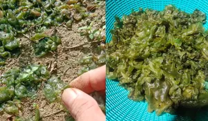 Jamur Selo Bukan Sekadar Lumut: Dari Sawah hingga Dapur Desa, Inilah Tanda Alam Masih Sehat dan Dijaga dengan Bijak!