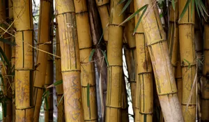 Desa Wisata Brajan Sleman, Sentra Kerajinan Bambu dengan Aktivitas Edukatif dan Kesenian Tradisional