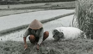 Tak Jauh dari Pusat Kota, Desa Wisata Sendari Sleman Menyimpan Kerajinan Bambu Kelas Dunia dan Tradisi Desa yang Masih Terjaga