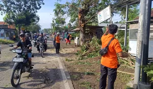 Akses Jalan Provinsi di Ajung Jember Sempat Lumpuh Total Akibat Pohon Tumbang