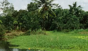 Desa Wisata Kalibuntung Bantul, Surga Outbound di Tengah Pedesaan Asri yang Diam-Diam Jadi Favorit Liburan Keluarga