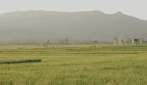 Dulu Gundul Kini Menawan, Ini Cerita Wisata Kalibiru Kulon Progo dengan Panorama Pegunungan, Waduk Sermo, dan Jalur Tracking
