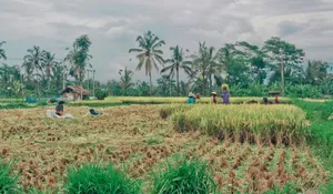 Pesona Tersembunyi Desa Wisata Brayut, Wisata Edukasi Seru di Lereng Merapi yang Bikin Ingin Kembali