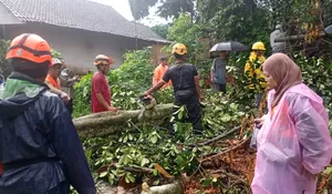 Hujan Deras dan Angin Kencang di Kalisat Jember, Satu Rumah Warga Tertimpa Pohon Tumbang