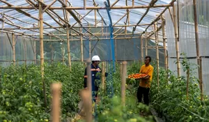 Program Garitan Kalongliud ANTAM Buktikan Pertanian Sirkular Mampu Tingkatkan Pendapatan Petani hingga 65 Persen