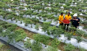 Program Berkelanjutan ANTAM di Pongkor Dorong Kesejahteraan Sosial, Pemulihan Lingkungan, dan Ekonomi Desa