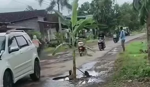 Protes Jalan Rusak Tak Kunjung Diperbaiki, Warga Tanjungsari Jember Sulap Jalan Berlubang Jadi Kebun Pisang