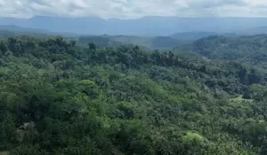 Aktivis Ungkap Dugaan Pelanggaran Hukum Proses Lahan Kompensasi PT BSI, KLHK dan Satgas PKH Didesak Bertindak