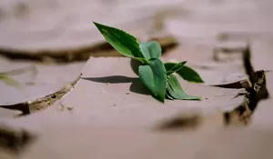 BNPB Ingatkan Pentingnya Kesiapsiagaan Masyarakat Pesisir Hadapi Ancaman Gempa Megathrust di Indonesia