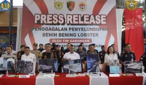 Polri dan Bea Cukai Gagalkan Penyelundupan 151.000 Benih Lobster Senilai Rp15,1 Miliar di Bintan  
