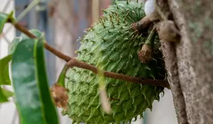 Penting untuk Diketahui, Berikut Sederet Efek Samping Mengonsumsi Rebusan Daun Sirsak