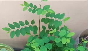 Rahasia Sehat dari Daun Katuk, Sayuran Sederhana dengan Segudang Manfaat Kesehatan untuk Semua Usia