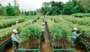 MIND ID Kokohkan Fondasi ESG untuk Hilirisasi dan Masa Depan Berkelanjutan Indonesia