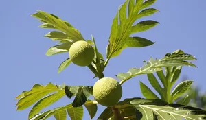 Jangan Remehkan Daun Sukun! Ternyata Punya Segudang Manfaat untuk Kesehatan Tubuh