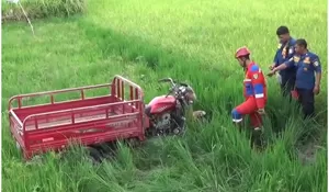 Damkar Evakuasi Motor Roda Tiga Terjun ke Sawah di Ngalas Klaten