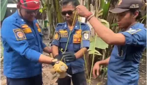 Detik-detik Damkar Klaten Evakuasi Biawak Terjepit Tembok, Begini Kondisisinya setelah Dievakuasi
