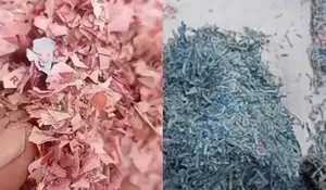 Viral Cacahan Kertas yang Diduga Potongan Uang Asli di Kawasan TPS Bekasi, Mulai dari Pecahan Rp100 Ribu hingga Rp50 Ribu
