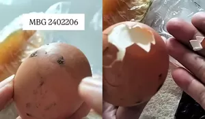 Viral Telur Rebus MBG di Magetan Masih Ada Kotoran Ayam, Pertanyakan Ketelitian Pihak SPPG: Segitu Besarnya Masa Nggak Kelihatan?