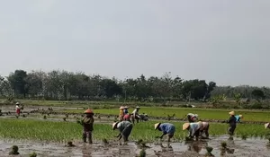 Survei Ubinan BPS Rembang: Data Akurat untuk Ketahanan Pangan Nasional