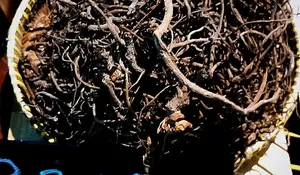 Purwoceng: Rahasia Herbal dari Dataran Tinggi Dieng untuk Stamina dan Vitalitas Pria