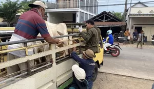 Pasar Hewan Pamotan Terancam Ditutup: Langkah Tegas Dintanpan Rembang Melawan PMK