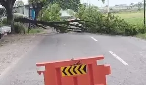 Ancam Keselamatan Warga, Pemkab Rembang Pangkas Ratusan Pohon