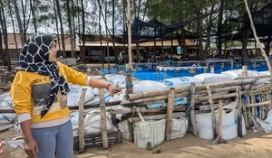 BBWS Bangun Pemecah Gelombang 40 Meter di Pantai Caruban Rembang